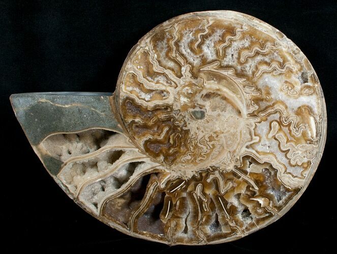 Beautiful Choffaticeras Ammonite - Half #5217